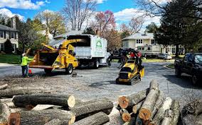 Best Tree Maintenance Programs  in Rio Bravo, TX