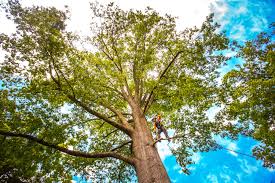 Best Tree Mulching  in Rio Bravo, TX