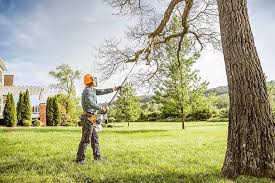 Best Tree Cabling and Bracing  in Rio Bravo, TX