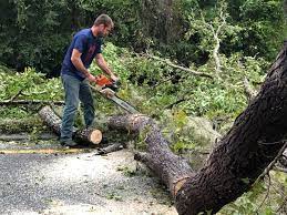 Best Storm Damage Tree Cleanup  in Rio Bravo, TX