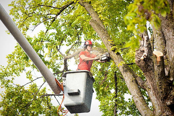 How Our Tree Care Process Works  in  Rio Bravo, TX