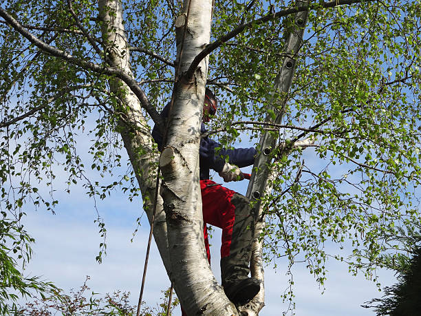Best Arborist Consultation Services  in Rio Bravo, TX
