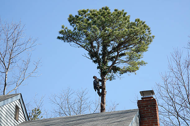 Best Commercial Tree Services  in Rio Bravo, TX